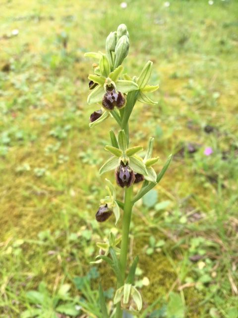 Ophrys sphegodes