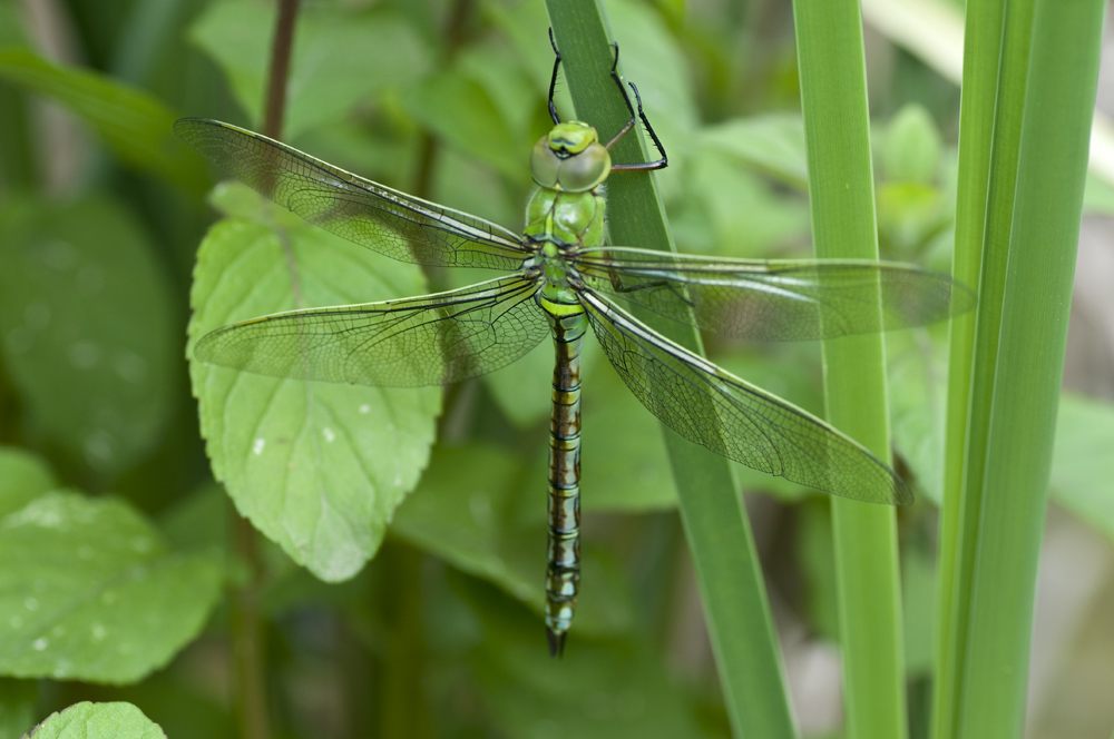 Fresca fresca... Anax imperator