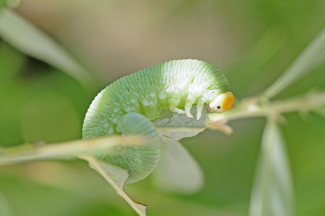 Larva Cimbex femoratus ?