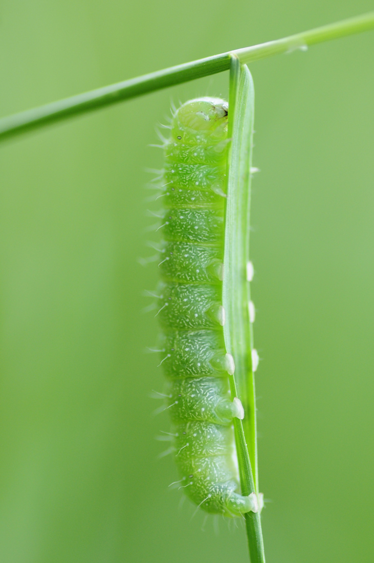 nottuide verde. orthosia cerasi?