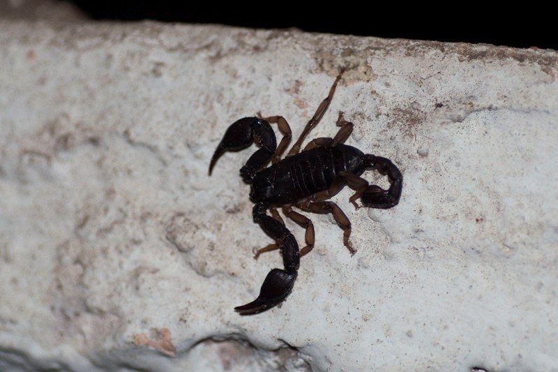 euscorpius