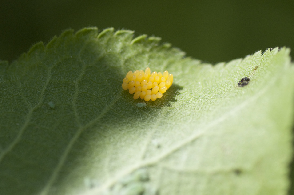 conferma: uova coccinellidae?