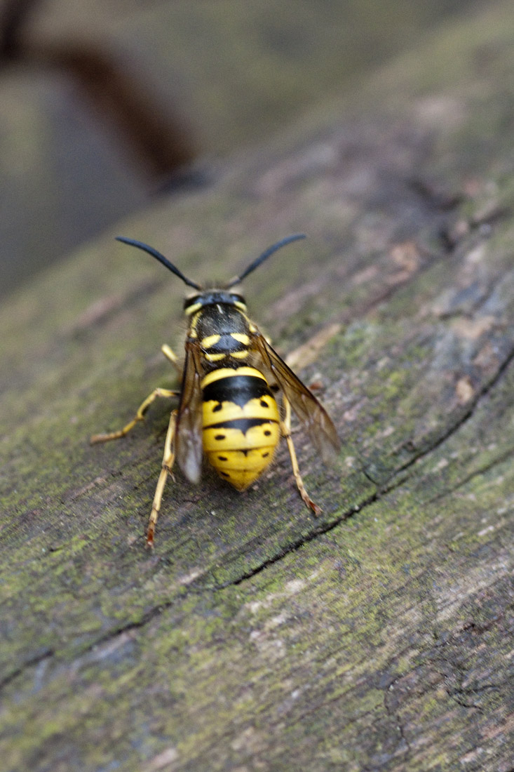 vespula germanica?