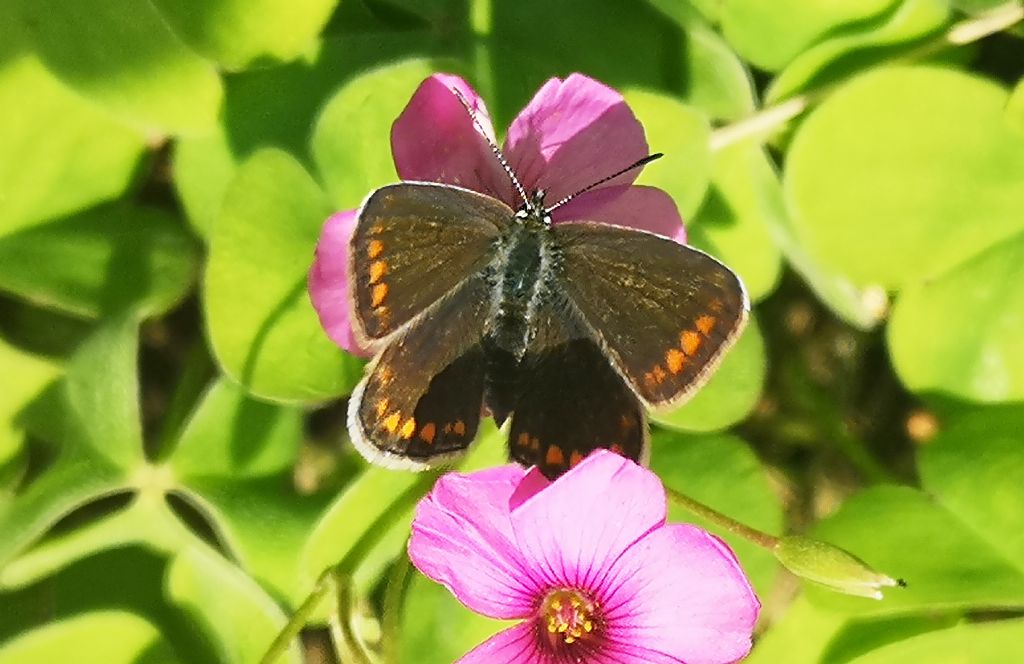 che farfalla ? Plebejus agestis (Lycaenidae)