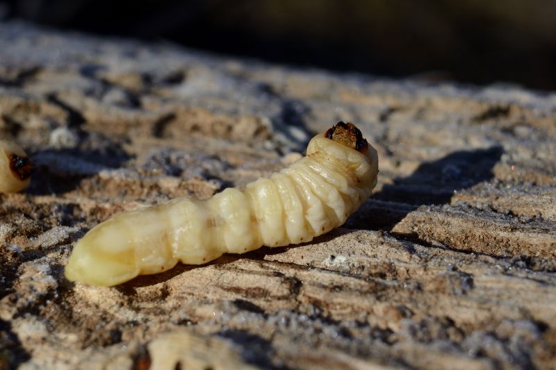 Larva da ID