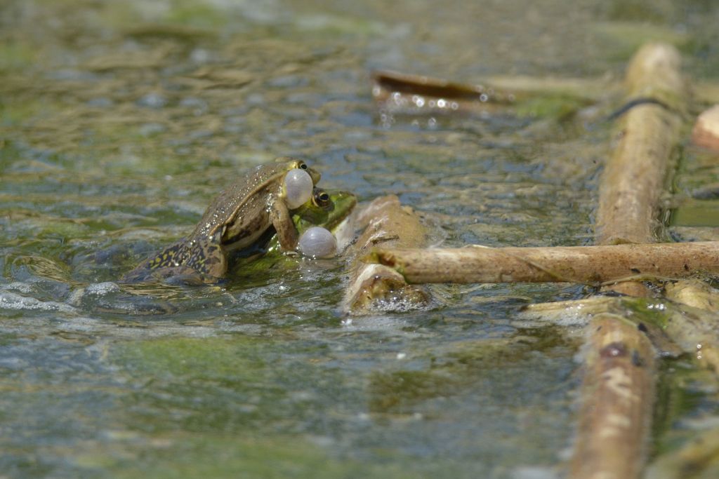 ID rana - Pelophylax kl. esculentus (Piemonte)