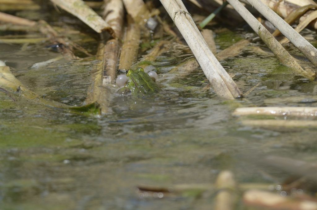 ID rana - Pelophylax kl. esculentus (Piemonte)