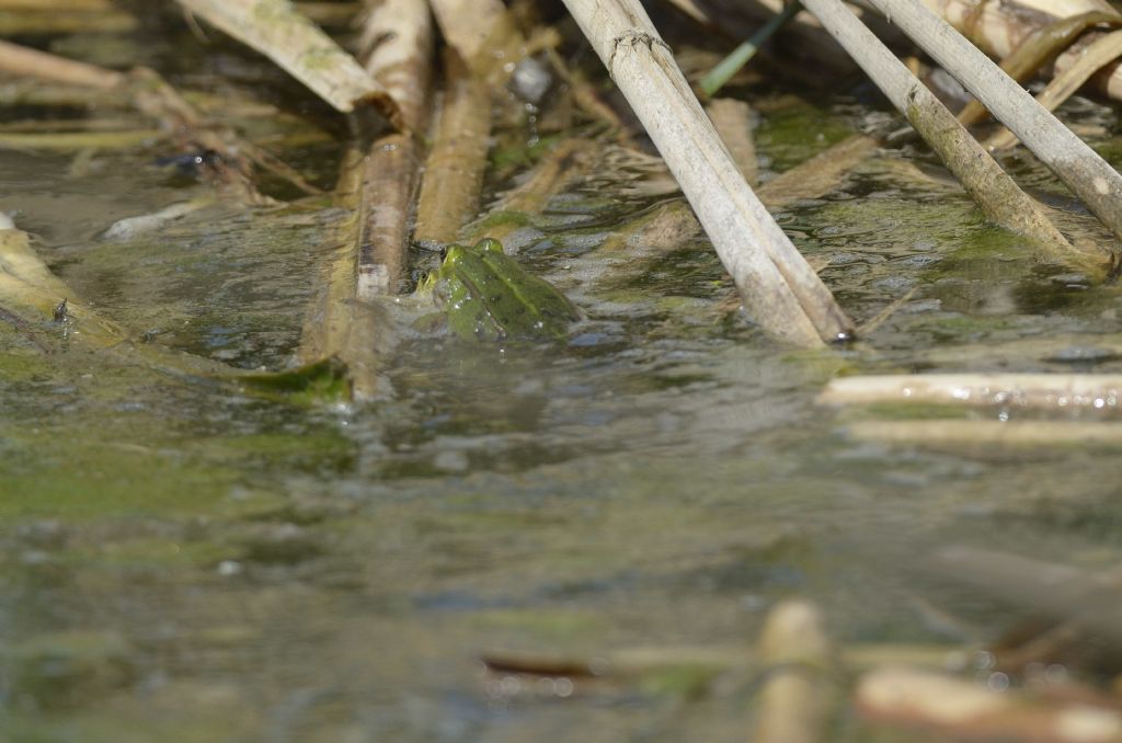 ID rana - Pelophylax kl. esculentus (Piemonte)