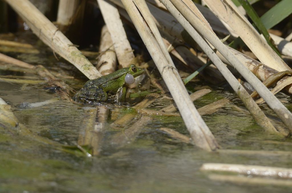 ID rana - Pelophylax kl. esculentus (Piemonte)