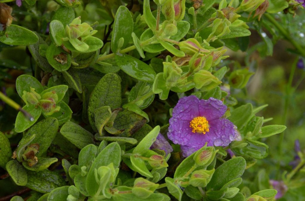 Cistus albidus / Cisto a foglie sessili