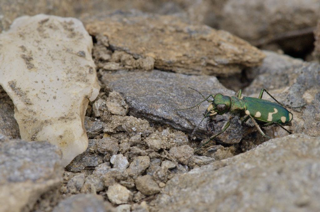 Carabidae: Cicindela gallica