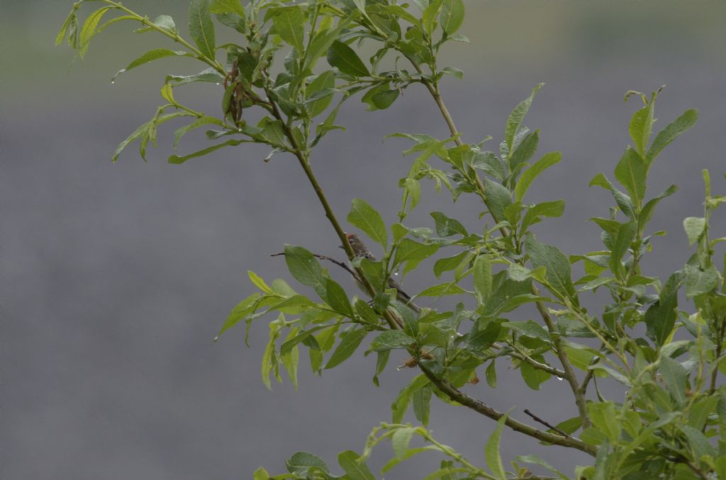 Identificazione:  Organetto (Carduelis flammea)