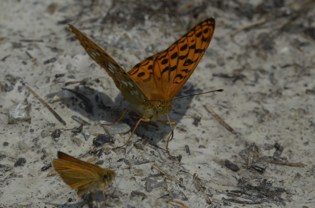 Farfalla da identificare - Argynnis (Fabriciana) adippe