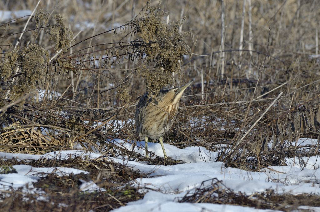 Tarabuso  (Botaurus stellaris) in inverno