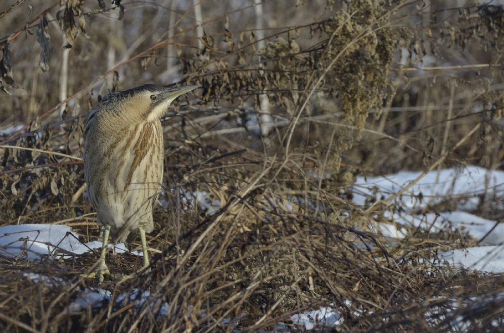 Tarabuso  (Botaurus stellaris) in inverno