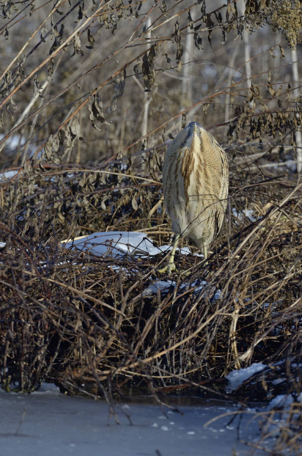 Tarabuso  (Botaurus stellaris) in inverno