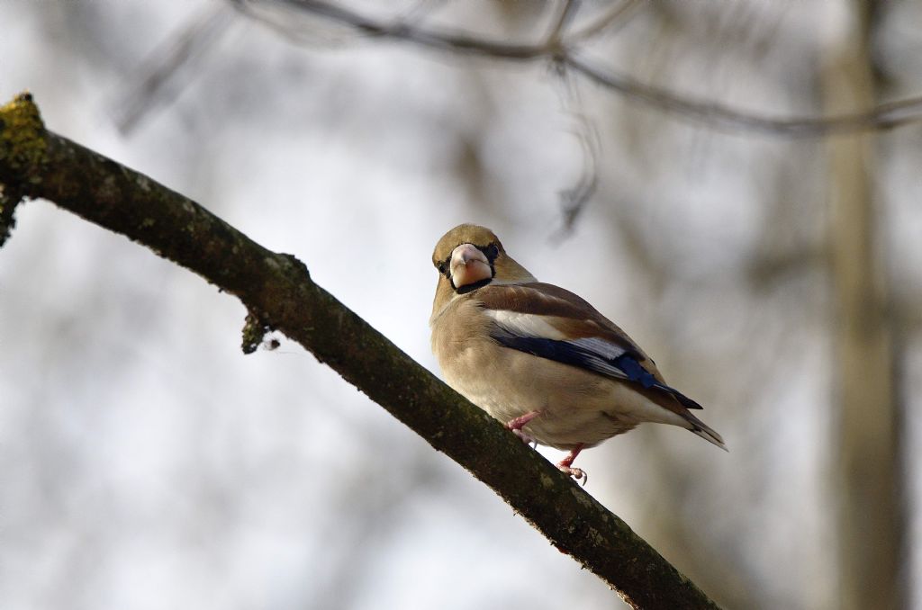 Frosone nel bosco