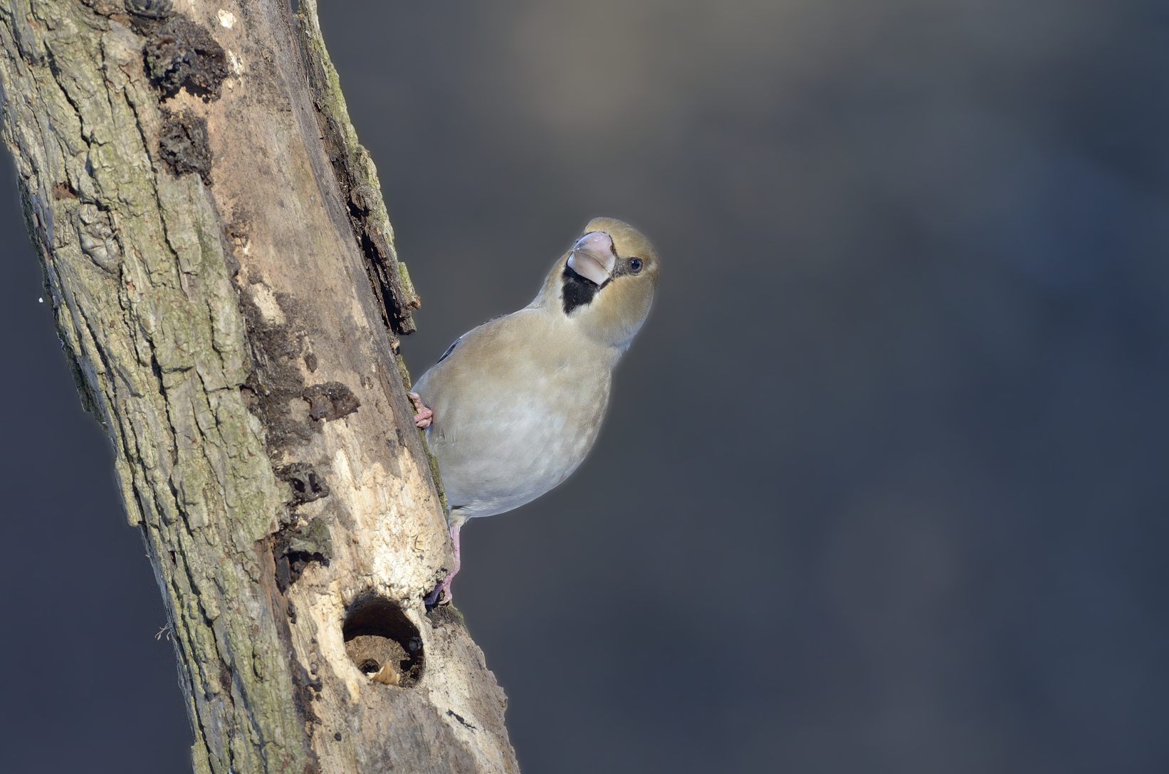 Frosone (Coccothraustes coccothraustes)