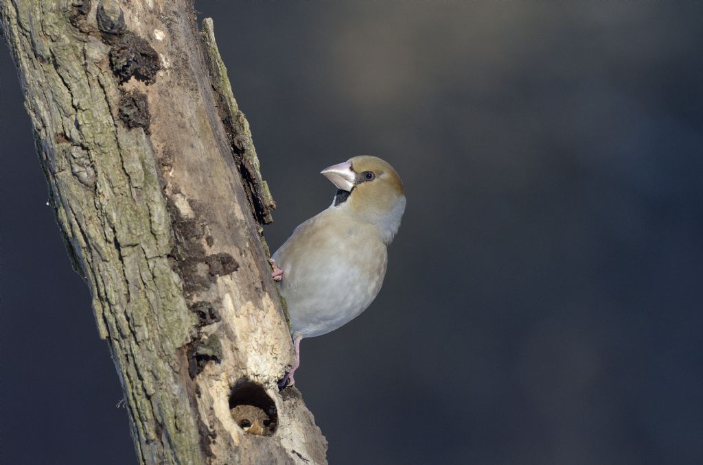 Frosone (Coccothraustes coccothraustes)