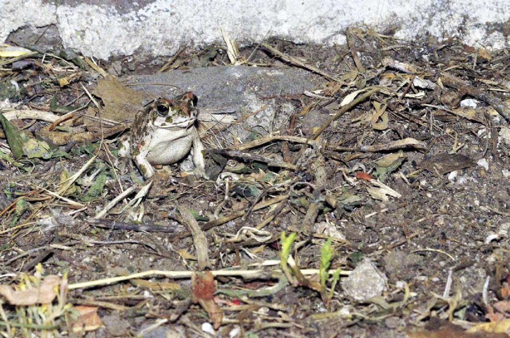 Rospo da identificare - Bufotes balearicus