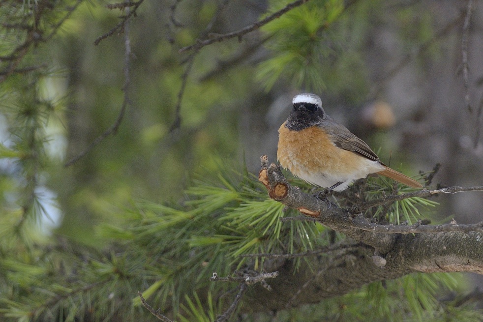 Codirosso ( Phoenicurus phoenicurus)