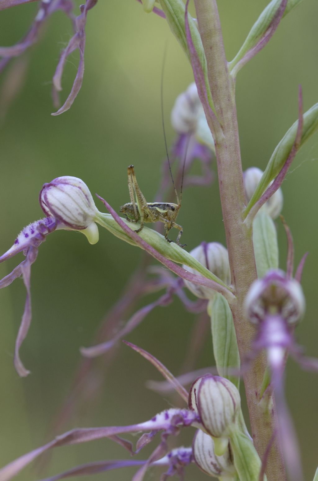 Tettigoniidae: Eupholidoptera sp., giovane