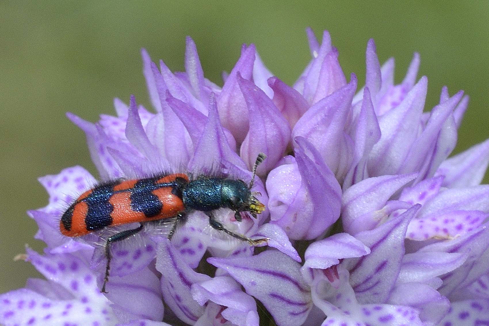 Cleridae: Trichodes apiarius ?  No, Trichodes alvearius