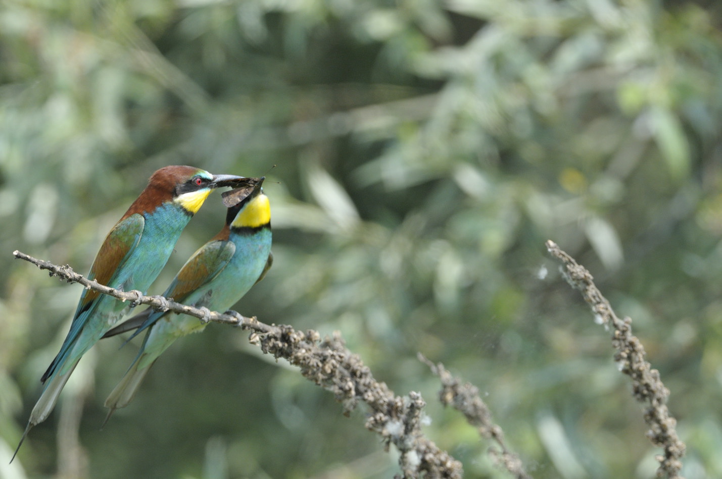 Gruccioni in accoppiamento