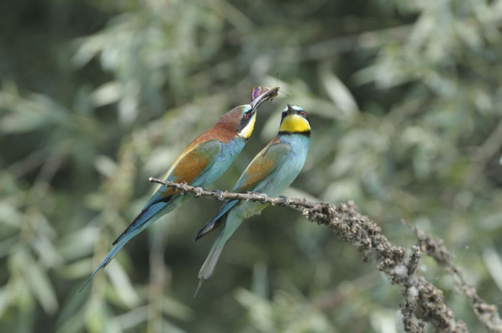 Gruccioni in accoppiamento