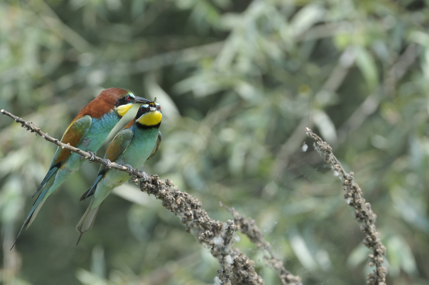 Gruccioni in accoppiamento