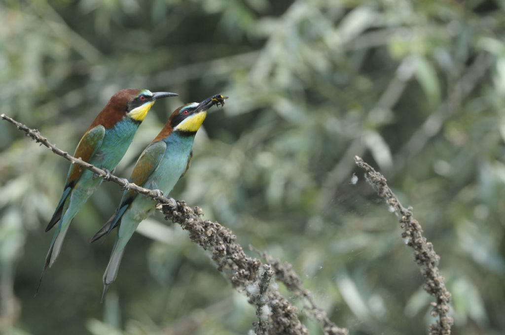 Gruccioni in accoppiamento