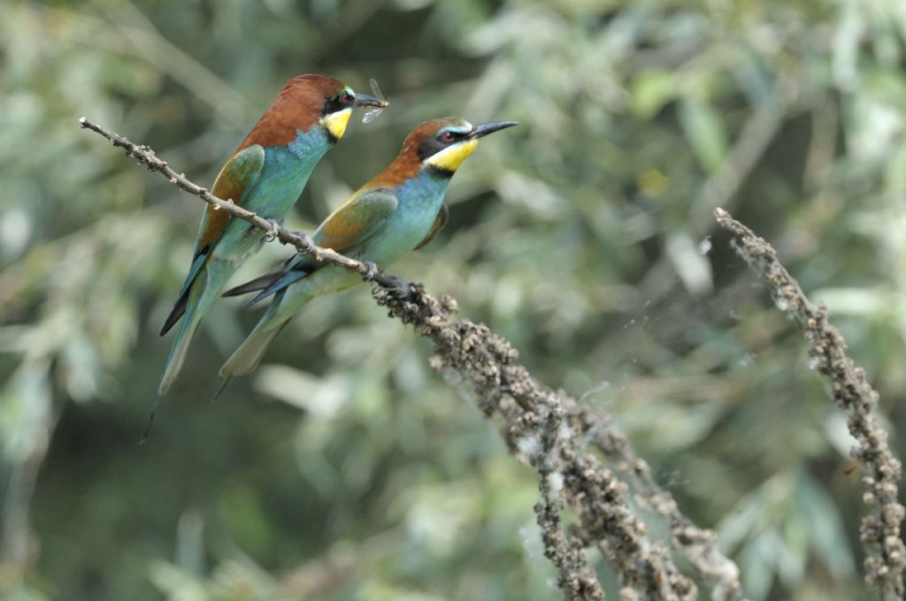 Gruccioni in accoppiamento