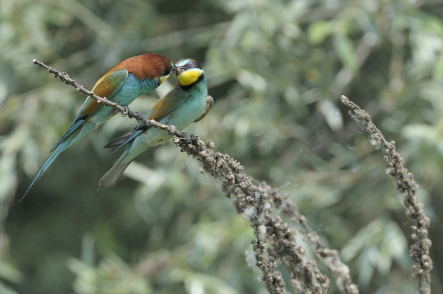 Gruccioni in accoppiamento