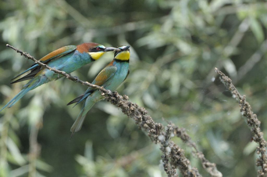 Gruccioni in accoppiamento