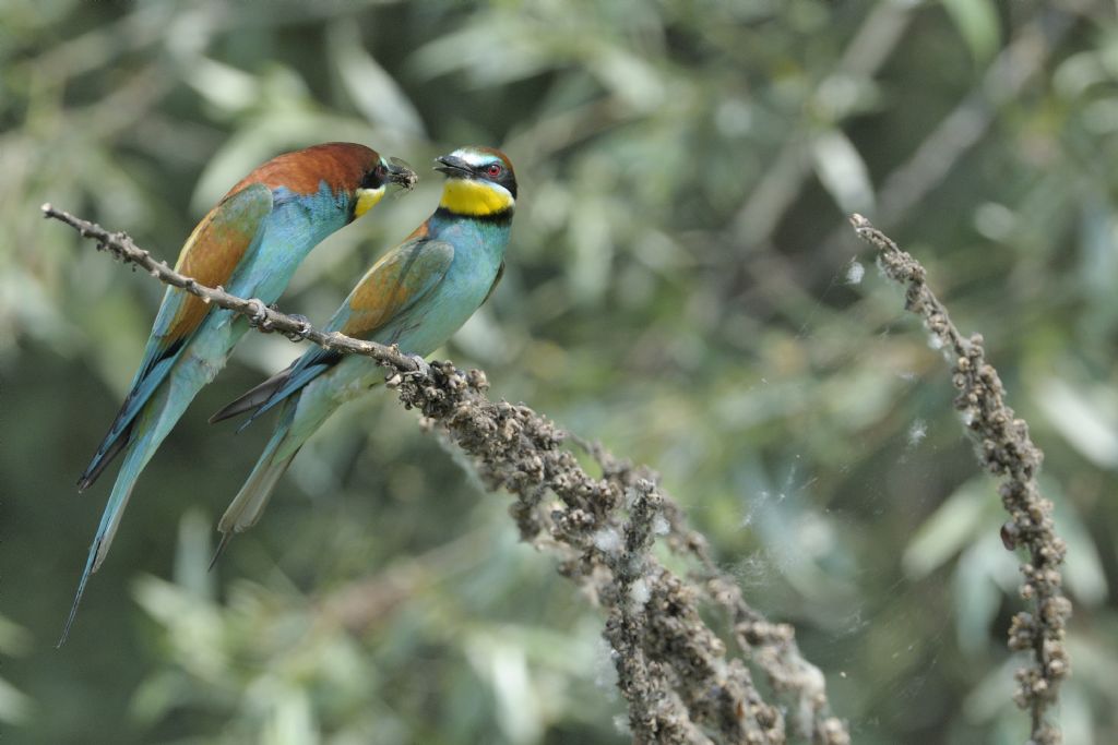 Gruccioni in accoppiamento