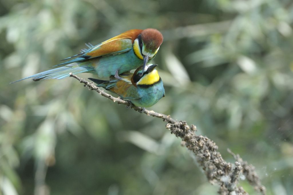 Gruccioni in accoppiamento