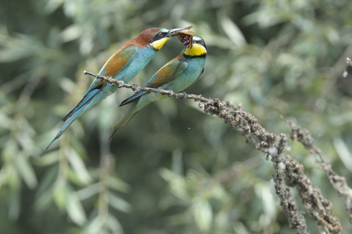 Gruccioni in accoppiamento