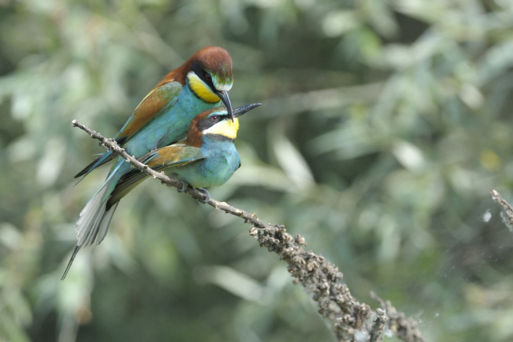 Gruccioni in accoppiamento