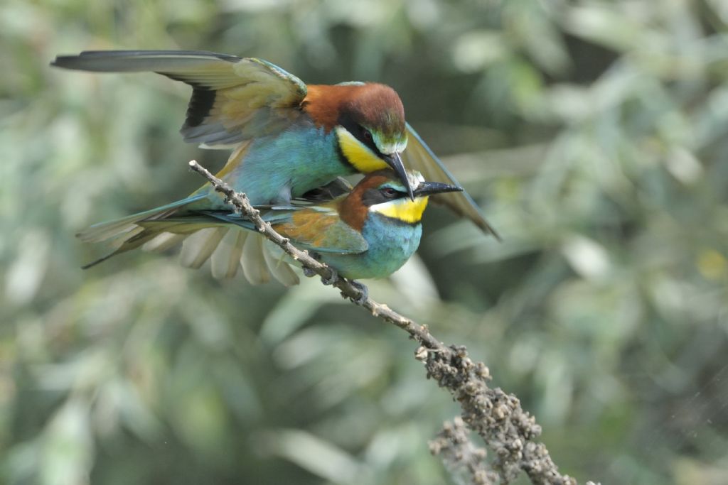 Gruccioni in accoppiamento