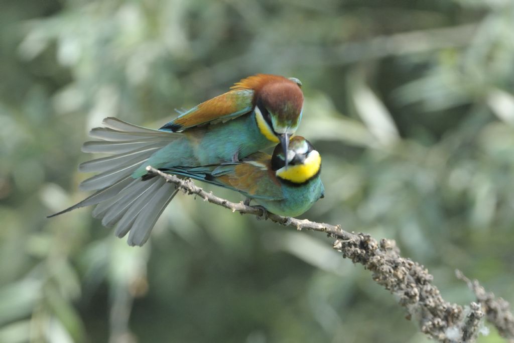 Gruccioni in accoppiamento