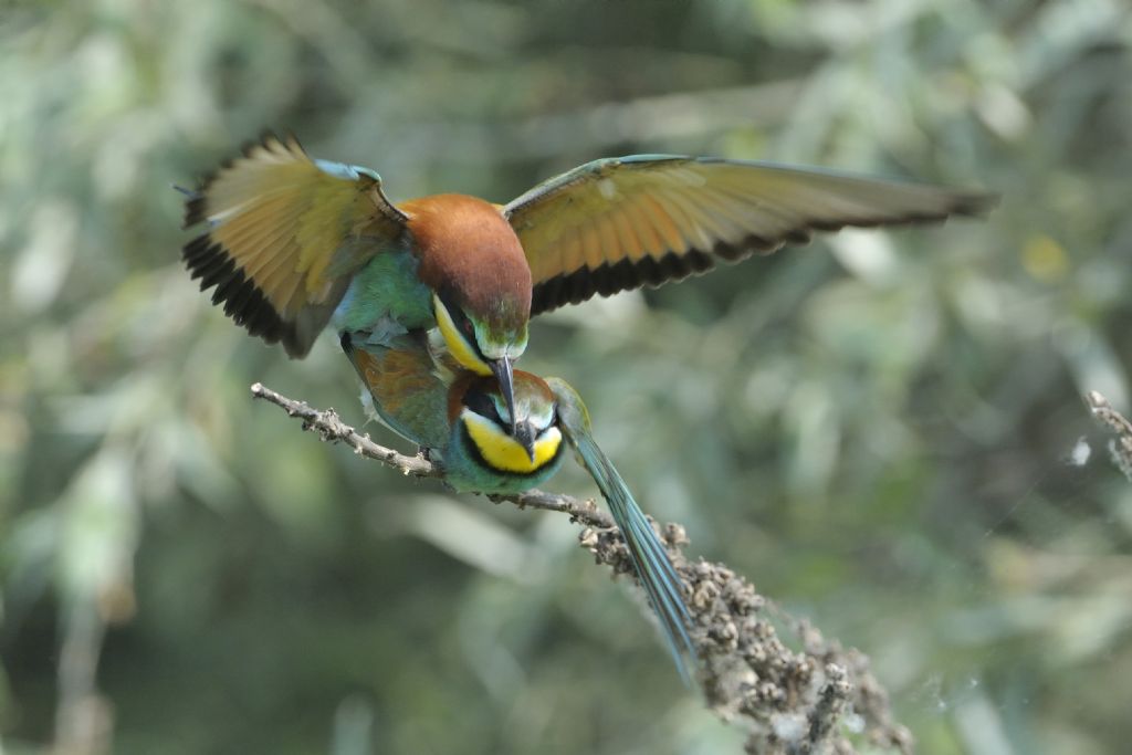 Gruccioni in accoppiamento