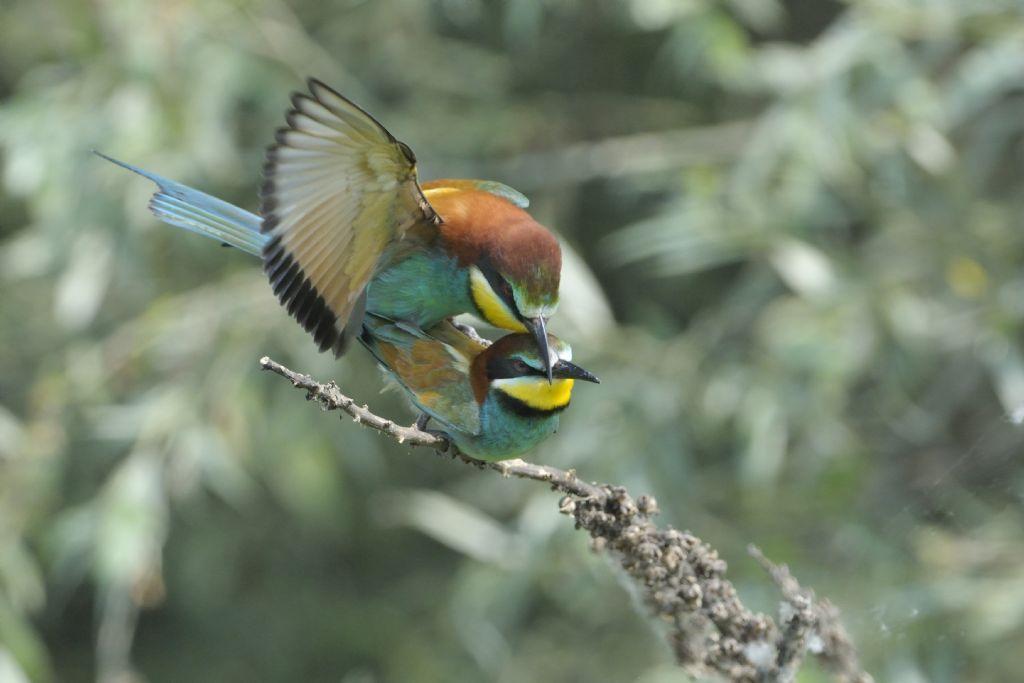 Gruccioni in accoppiamento