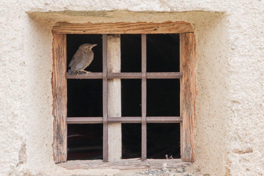 piccolo di Merlo (Turdus merula)