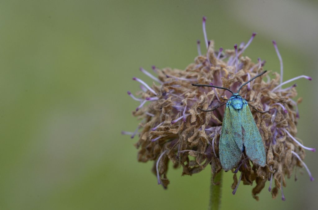 Zygaenidae Jordanita sp. o Adscita sp.