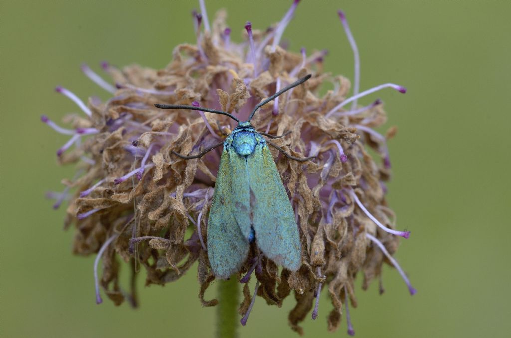 Zygaenidae Jordanita sp. o Adscita sp.