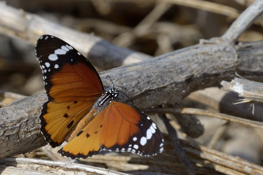 Danaus chrysippus in Sardegna