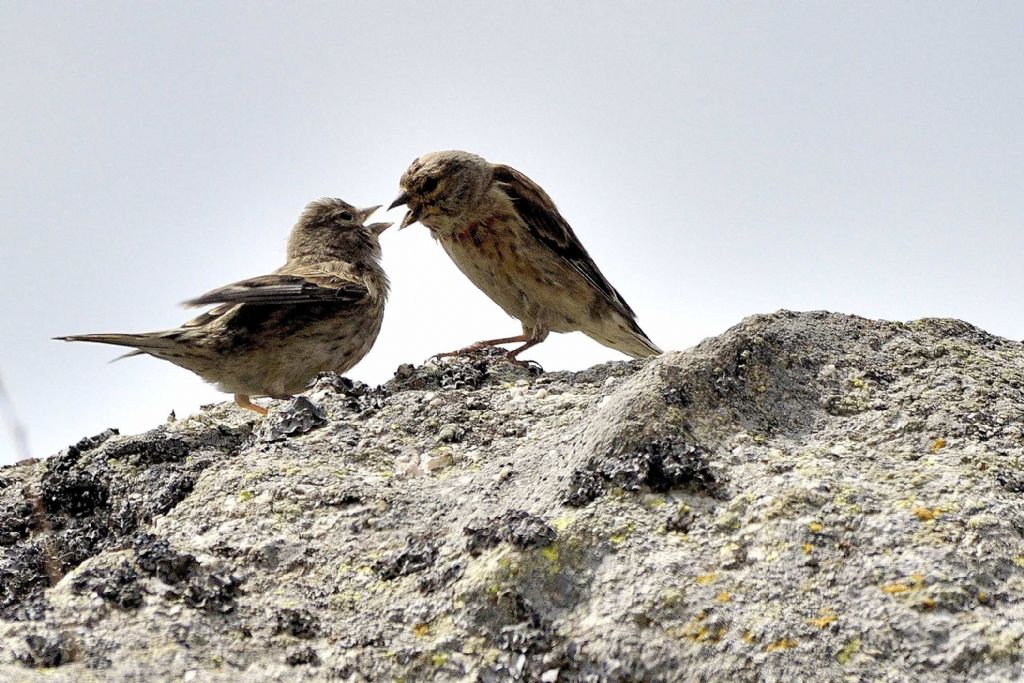 Uccellini da ID:  Fanelli (Carduelis cannabina)