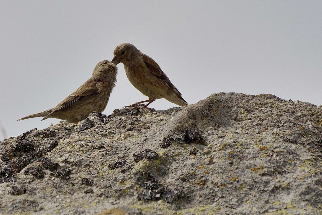 Uccellini da ID:  Fanelli (Carduelis cannabina)