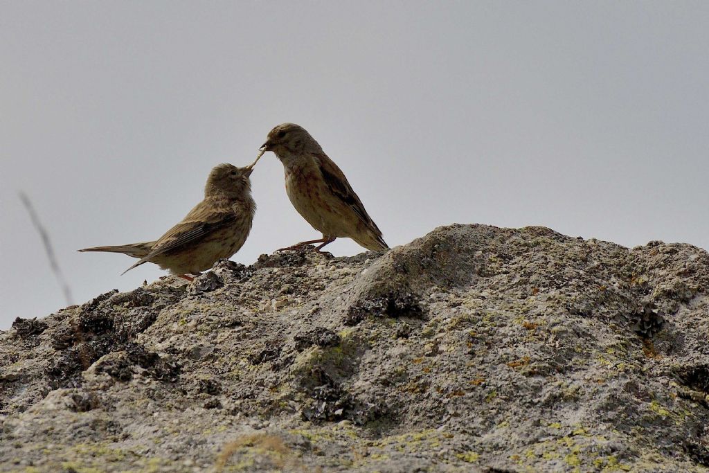 Uccellini da ID:  Fanelli (Carduelis cannabina)