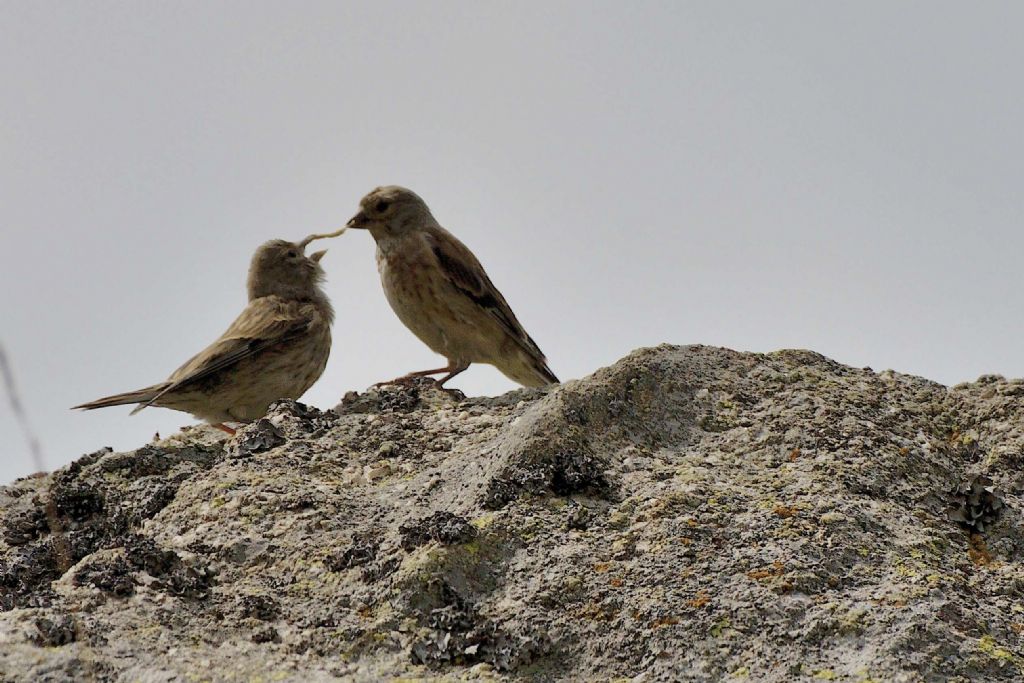 Uccellini da ID:  Fanelli (Carduelis cannabina)